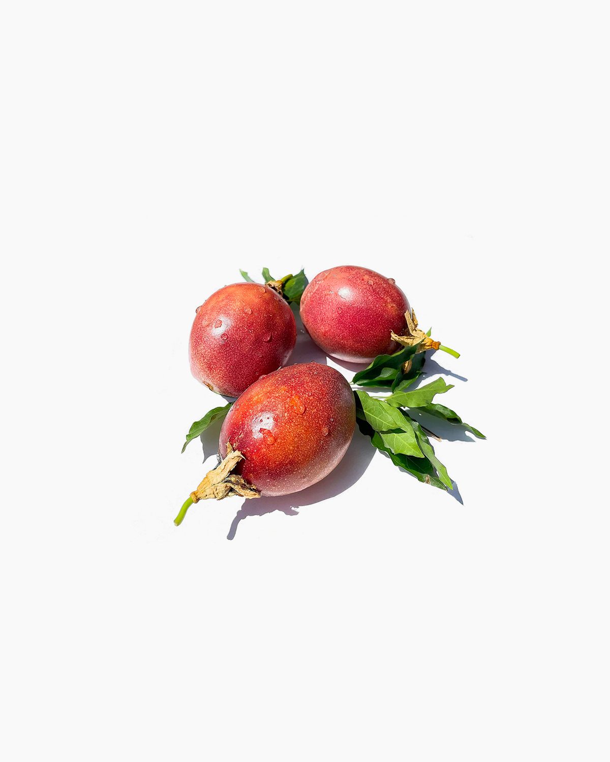 Elaeagnus latifolia
